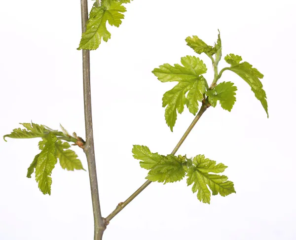 Nové zelené listy na větvi, izolované na bílém. jaro — Stock fotografie