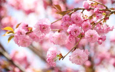 sakura. İlkbaharda kiraz çiçekleri, güzel pembe çiçekler