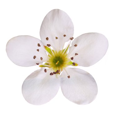 beyaz izole kuş kiraz çiçeği. Makro