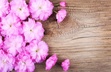 eski ahşap zemin üzerinde kiraz çiçeği. Sakura bahar. pembe 