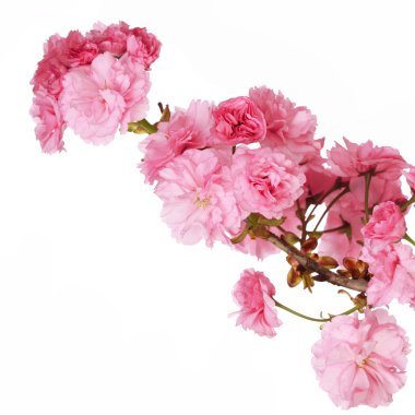Sakura. wiśniowy kwiat na białym tle na biały, piękne różowe kwiaty
