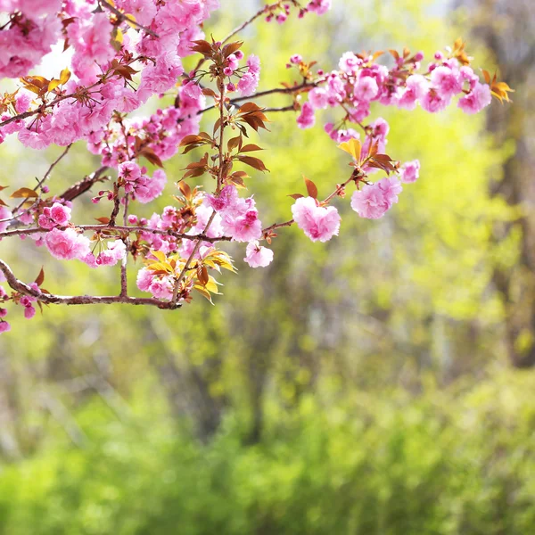 Σακούρα. άνθη κερασιάς την άνοιξη, όμορφα ροζ λουλούδια — Φωτογραφία Αρχείου