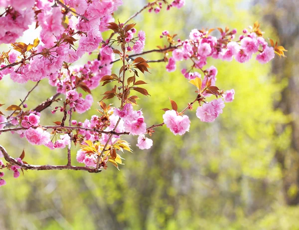 Sakura. Cherry Blossom in Springtime, Beautiful Pink Flowers — Stock Photo, Image