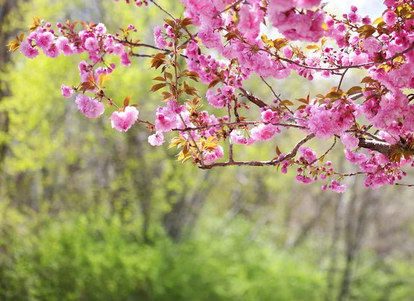 Sakura. Cherry Blossom in Springtime, Beautiful Pink Flowers — Stock Photo, Image