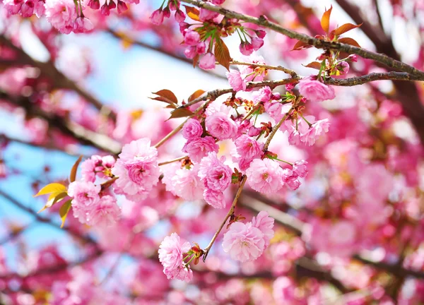 Sakura. třešňový květ na jaře, krásné růžové květy — Stock fotografie