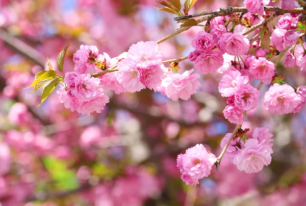 Sakura. třešňový květ na jaře, krásné růžové květy — Stock fotografie