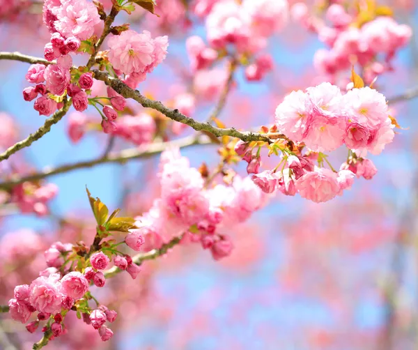 Sakura. třešňový květ na jaře, krásné růžové květy — Stock fotografie