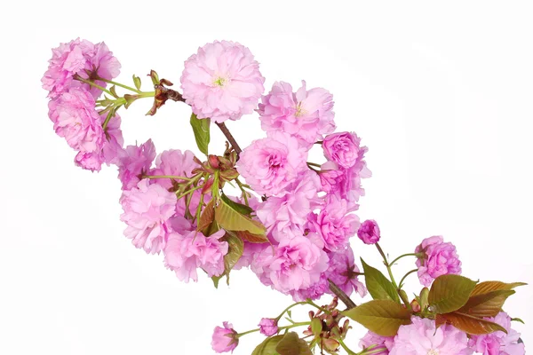 Sakura. Fleur de cerisier isolée sur blanc, belles fleurs roses — Photo