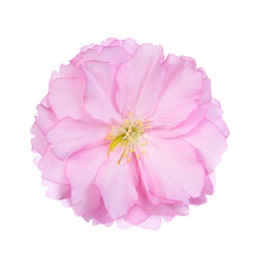 beyaz izole kiraz ağaçları çiçek. Makro. Bahar sakura