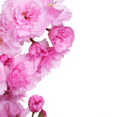 Bahar çiçeği pembe çiçekleri beyaz, güzel izole. Makro