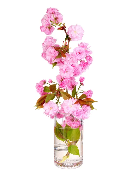 Sakura. Cherry blossom branch in glass vase isolated on white. B — Stock Photo, Image