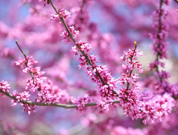 Fiori di Primavera Viola. Cercis Canadensis o Eastern Redbud Flowe — Foto Stock