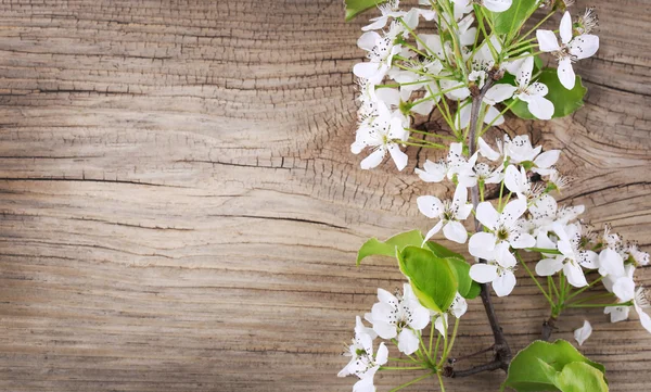 Flor de cerezo pájaro sobre fondo de madera viejo —  Fotos de Stock