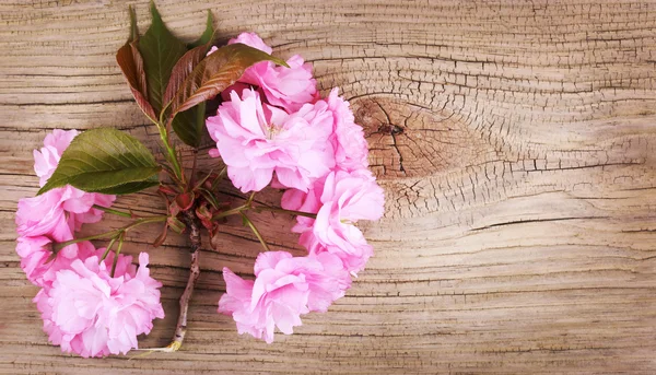 Jarní květy na starých dřevěných pozadí. Sakura — Stock fotografie