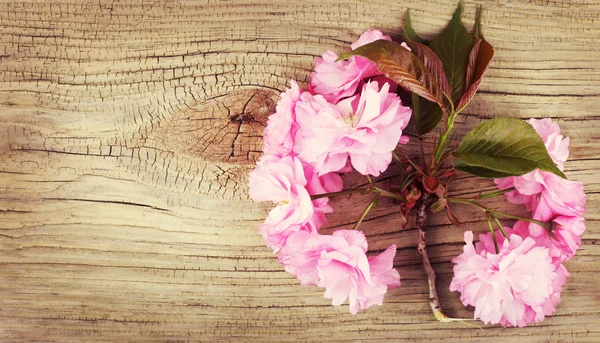 Jarní Třešňové květy na starých dřevěných pozadí. Sakura — Stock fotografie