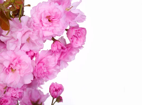 Frühlingsblüte vereinzelt auf weißen, schönen rosafarbenen Blüten. Makro — Stockfoto