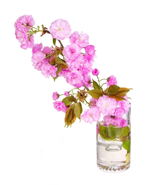 Sakura. Cherry blossom branch in glass vase isolated on white. B — Stock Photo, Image