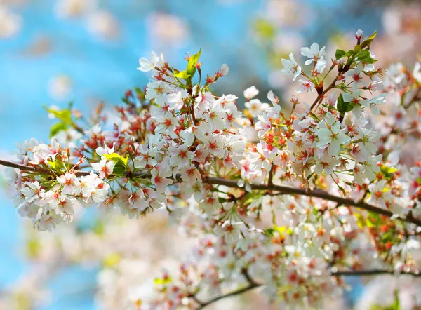 白色春天的花朵。花儿在阳光灿烂的日子 — 图库照片