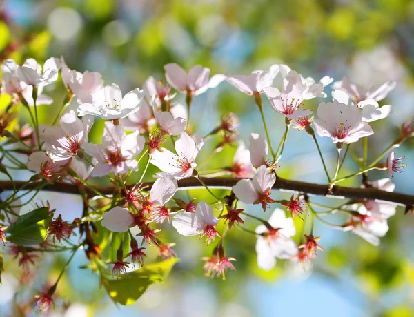 체리의의 흰색 봄 꽃 야외 꽃 — 스톡 사진