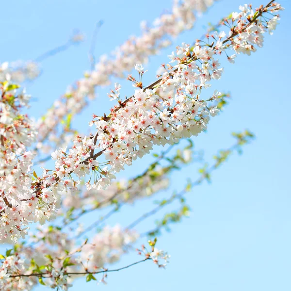 Vit Spring Blossoms Cherry. Blommor utomhus — Stockfoto