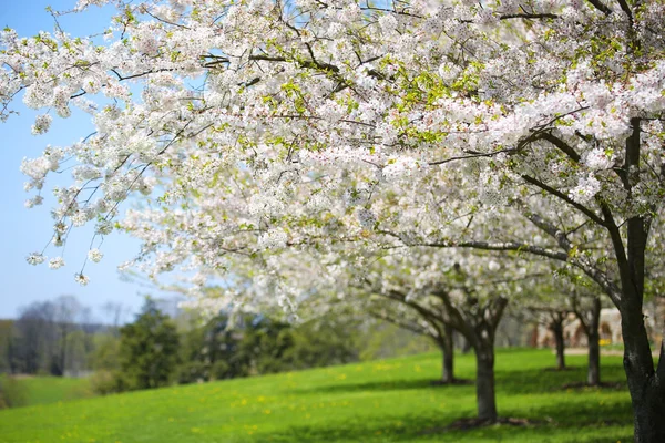 白い春の花、庭の桜の木。日当たりの良い D — ストック写真