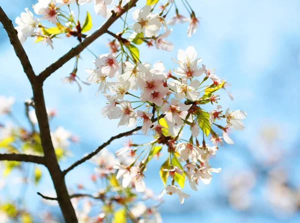 Weiße Frühlingsblüten der Kirsche. Blumen im Freien — Stockfoto