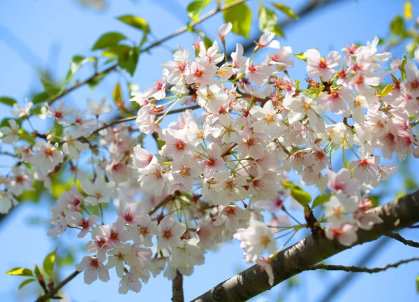 Weiße Frühlingsblüten der Kirsche. Blumen im Freien — Stockfoto