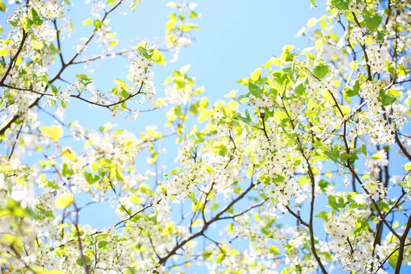 Våren blossom fågel Cherry. vita blommor utomhus — Stockfoto
