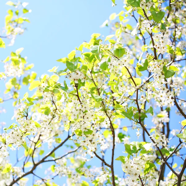 Frühlingsblüte der Vogelkirsche. weiße Blüten im Freien — Stockfoto