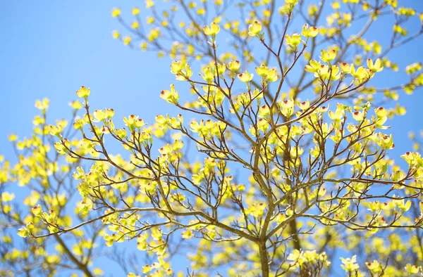Flores de primavera. Flores Verdes en el Árbol Exterior. Exterior —  Fotos de Stock