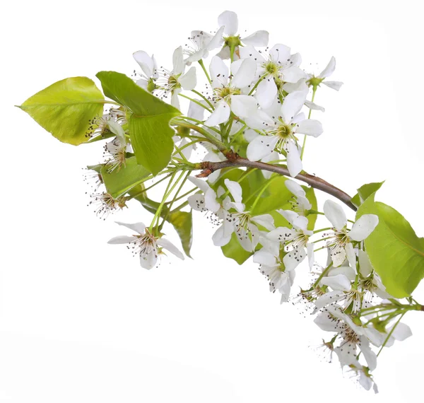 White Spring Blossoms of Cherry isolated on white — Stock Photo, Image