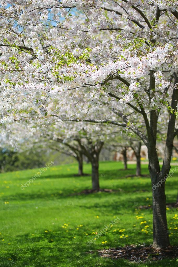 Albero con fiori bianchi primaverili di ciliegio in giardino. Sunny D - Foto Stock: Foto ...