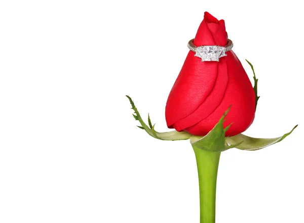 Verlovingsring en rood roze geïsoleerd op wit. voorstel — Stockfoto