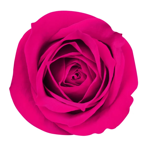 Hete roze rose geïsoleerd op wit. Closeup — Stockfoto