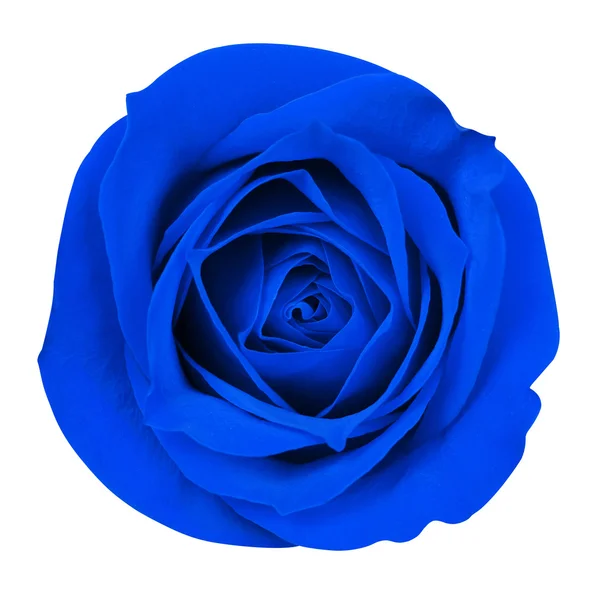 Rosa Azul isolado em branco. Fechar. — Fotografia de Stock