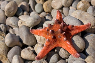 Deniz yıldızı yakın çekim