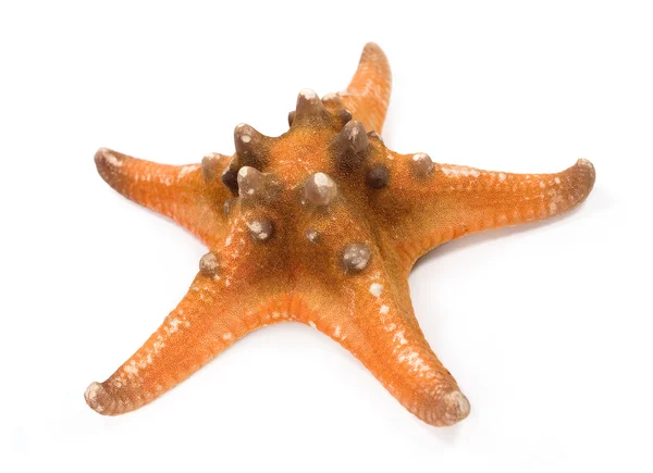 Gwiazda morza tropikalne — Zdjęcie stockowe