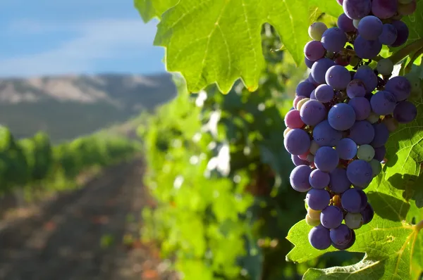 Vintners of ‘Russian Toscana’ are raided by the police and bureaucracy