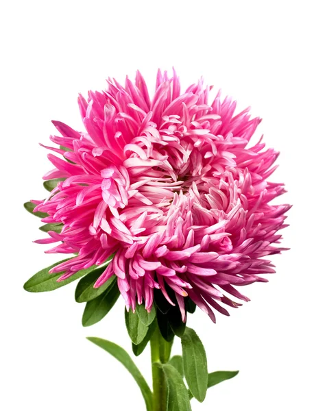 Enda rosa aster — Stockfoto