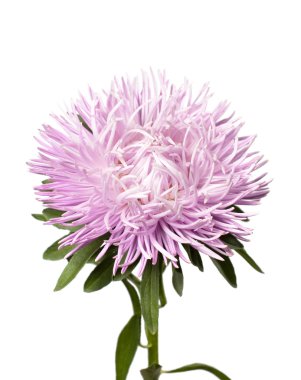 Tek mor aster