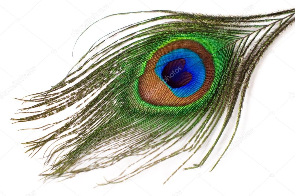 Peacock feather isolated — Stock Photo © viktoriya89 #12676483