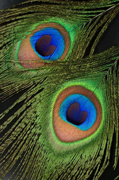 Peacock feathers close up — Stock Photo, Image