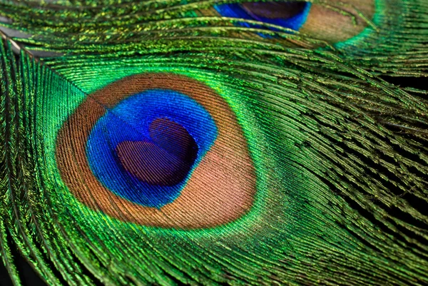 Pavão penas close-up — Fotografia de Stock