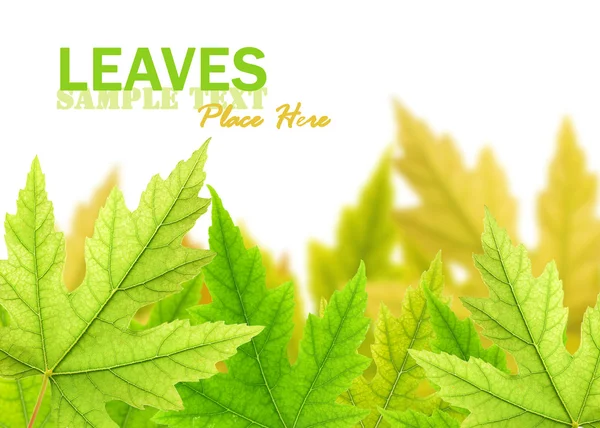 Maple leaves — Stock Photo, Image