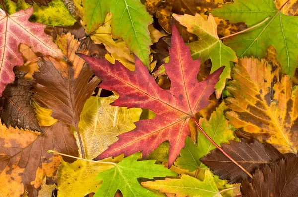 Fond avec feuilles tombantes — Photo