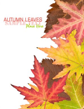 Sonbahar Yaprakları