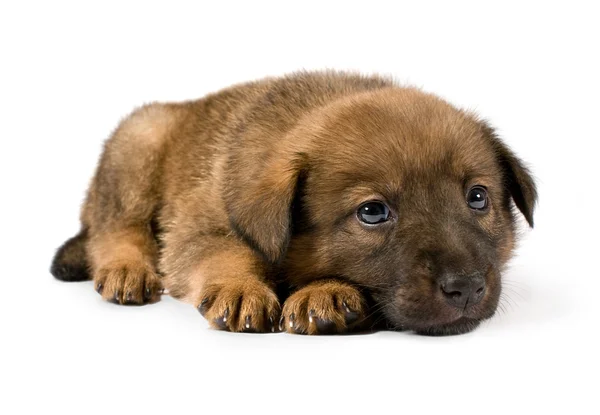 小的棕色小狗 — 图库照片