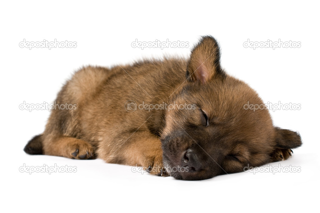 Sleeping young puppy