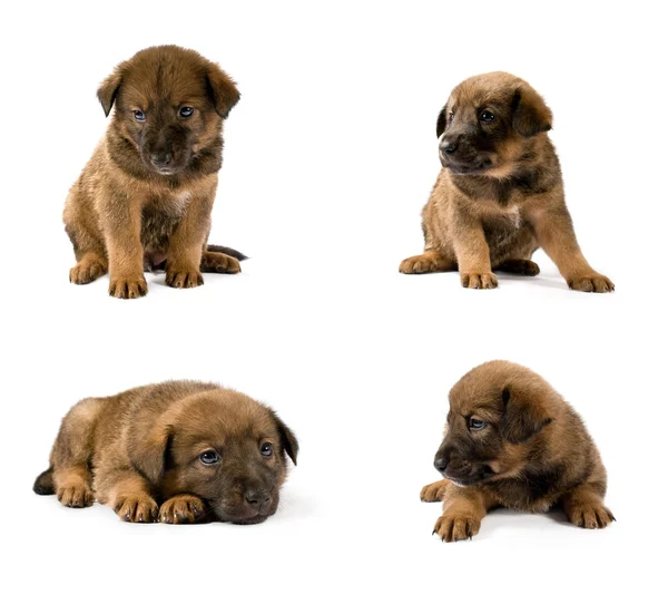 Ensemble de portraits en studio de jeunes chiots — Photo