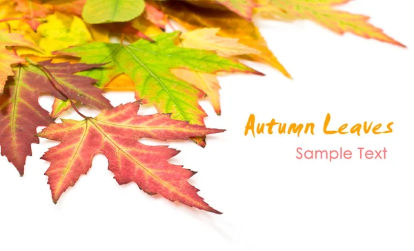 Autumn leaves close up — Stock Photo, Image